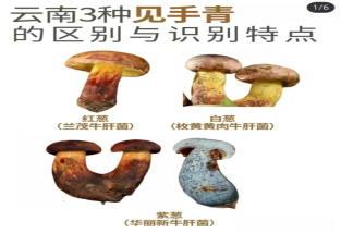 見手青蘑菇詳解：毒性機制與安全食用指南